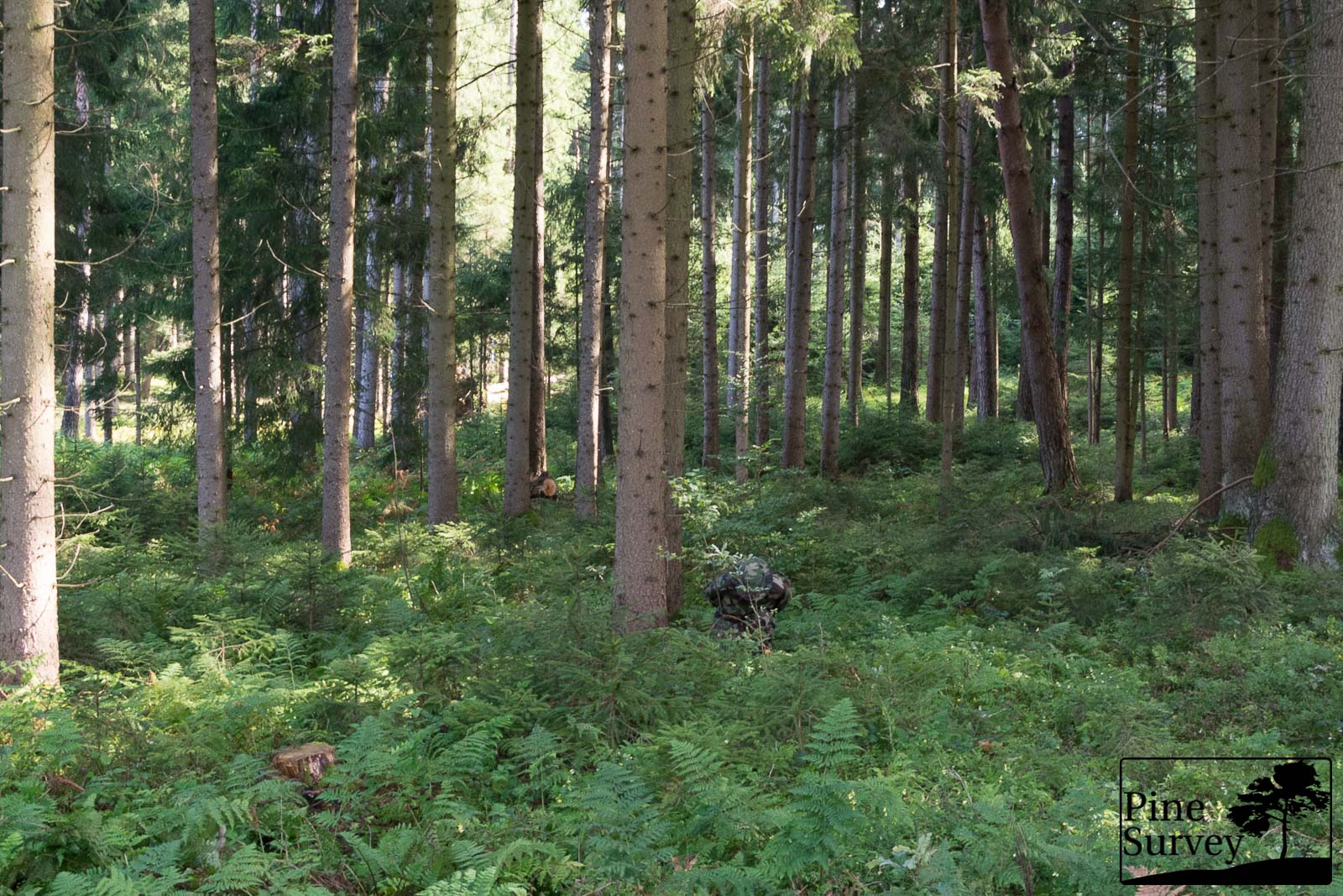 M81 Woodland - kneeling position, 35mm