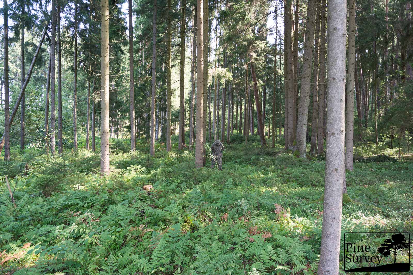 PL Woodland (wz93) - standing position, wide angle