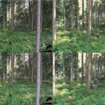Fieldtest: Comparison of temperate/woodland camouflage patterns