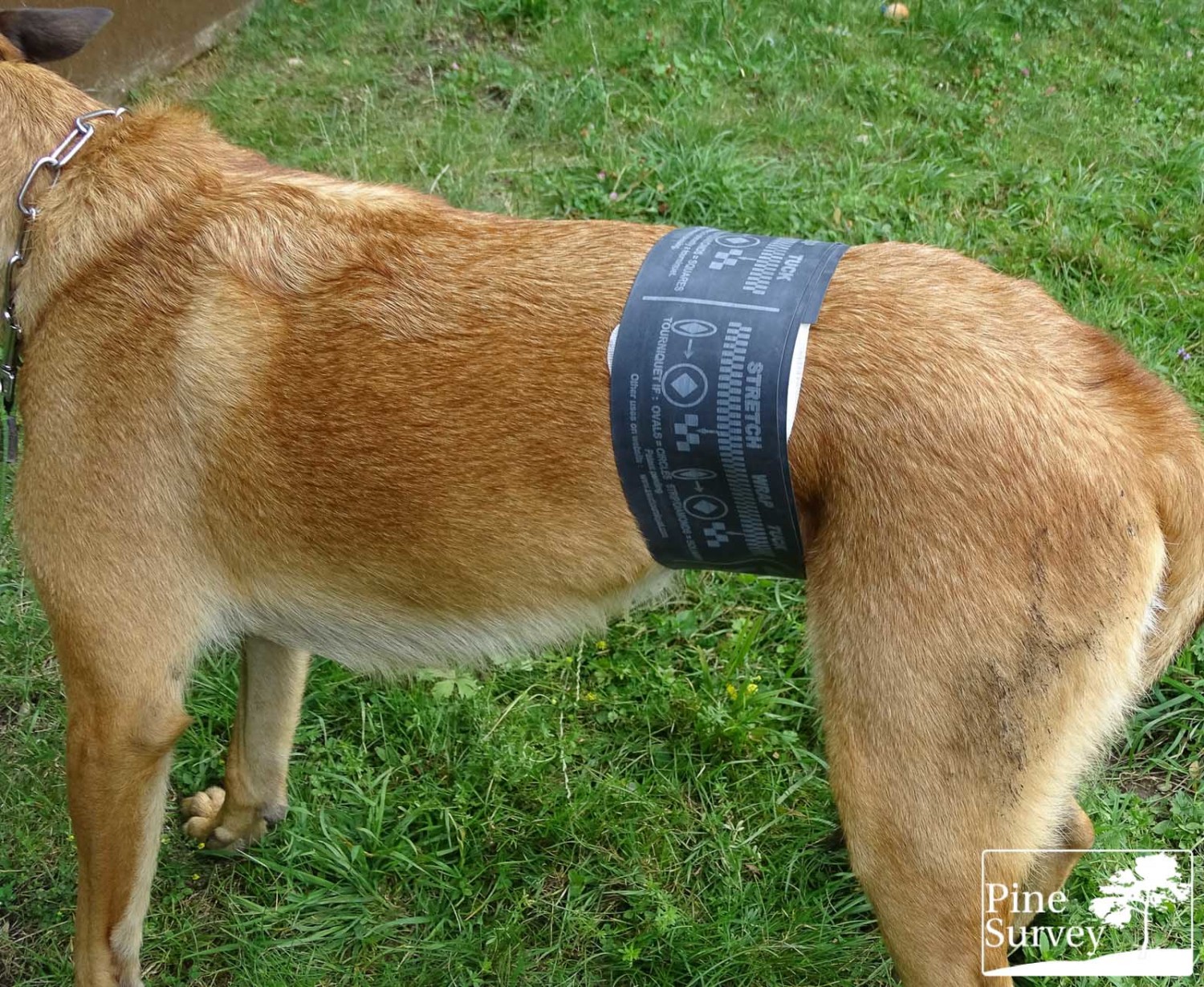 Tourniquet Tuesday SWAT T Tactical Tourniquet Pine Survey